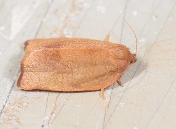 Tortricidae: Cacoecimorpha pronubana